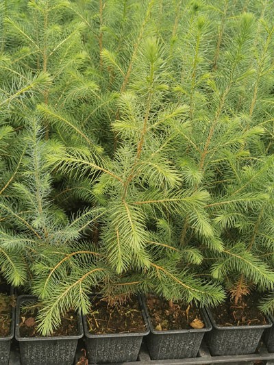 ausverkauft / Sitkafichte, Picea sitchens, Jung-Pflanze im Topf 30-70 cm