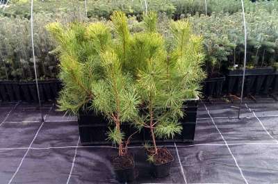 lorbeerbaum zimmerpflanze Laurus Nobilis Lorbeer Stmmchen 100120 cm Echter Lorbeerbaum Kbelpf   Blumen-Senf