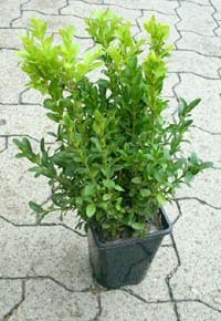 ausverkauft / Buchsbaum, Buxus sempervirens arborescens 25-30 Topf