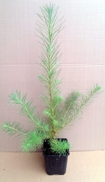 Europäische Lärche Jung-Pflanzen Larix decidua im Topf 30-60+cm