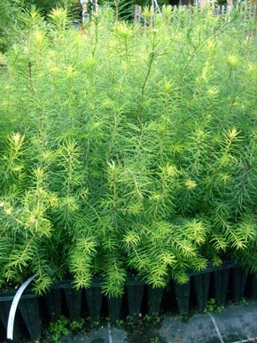 ausverkauft / Douglasie Pseudotsuga menziesii, 3 Jahre, 25-40 cm