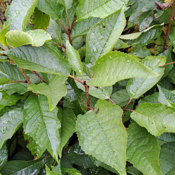 ausverkauft / Vogelkirsche Waldkirsche Prunus avium im Topf gewachsen 30-60+ cm
