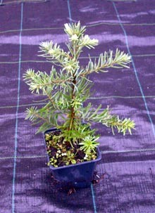ausverkauft /Nobilistanne im Topf gewachsen Jungpflanze 15-25 cm