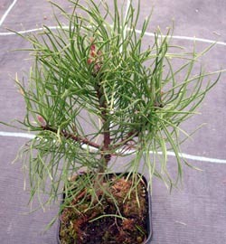 Kriechkiefer im Topf Pinus mugo pumilio