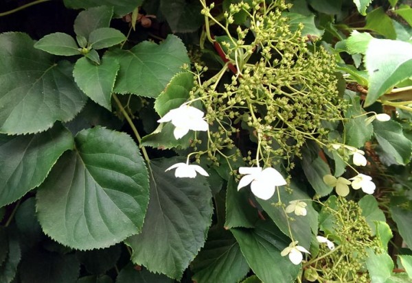 ausverkauft / Kletterhortensie Hydrangea anomala petiolaris Topf