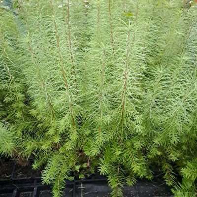 Europische Lrche Pflanzen im Topf Larix decidua kaufen