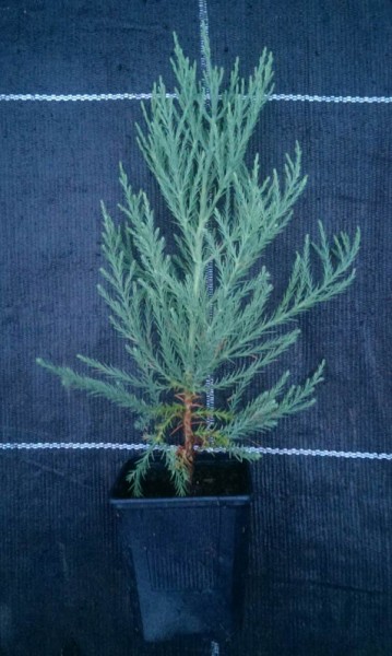 ausverkauft / Berg Mammutbaum Sequoiadendron giganteum Topf 12-20 cm