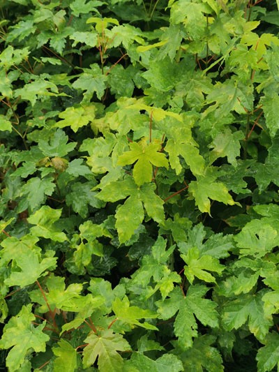 Bergahorn Acer pseudoplatanus im Topf 30-60 cm