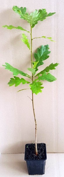 Stieleiche Quercus robur Jung-Pflanze im Topf gewachsen 20-30 cm