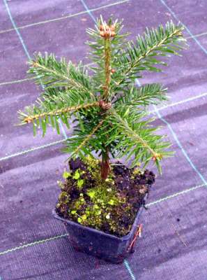 weihnachtsstern aus samen züchten Euphorbia pulcherrima christmas feelings (auf Stamm) (rot) (Weihnachtsstern)  kaufen? | Stella main image 1
