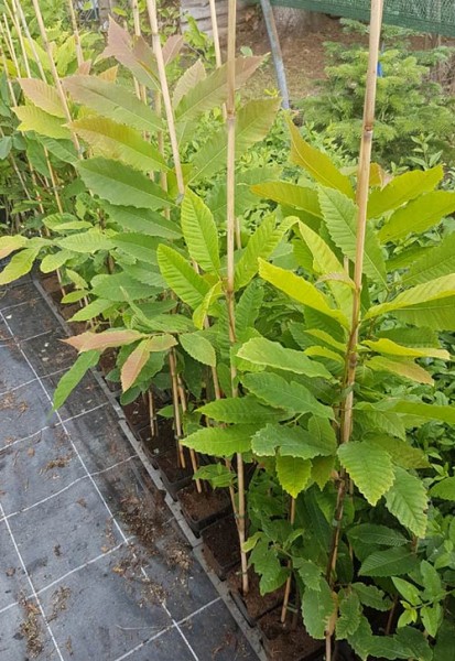 Esskastanie Castanum sativa Pflanzen im Topf