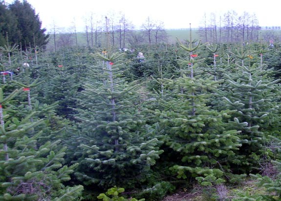 Stern bild Weihnachtsbaum Selber Schlagen In Der Nahe