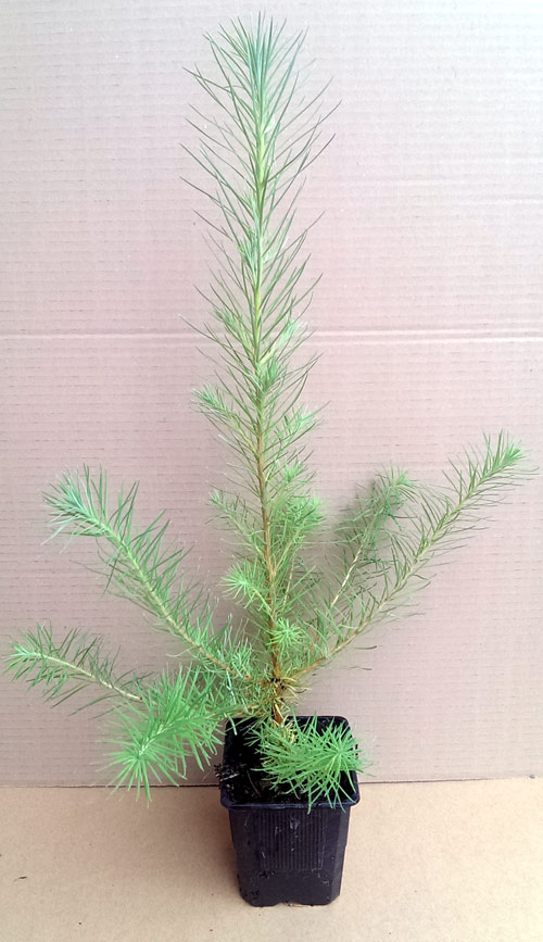 thuja winter dünger Koniferen Dünger von Flora Boost | 200L Ergiebigkeit main image 1