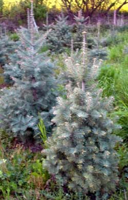 Colorado-Tanne im Topf Abies concolor