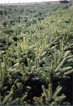 Blaufichte Picea pungens glauca kaibab 3 Jahre