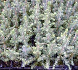 zamia zamiifolia Green ZZ Plant
