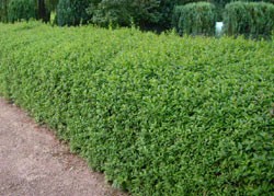 ausverkauft / Liguster-Hecke,Wintergrün Ligustrum vulgare atrovirens,