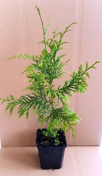 Lebensbaum Thuja plicata im Topf gewachsen 40-60 cm