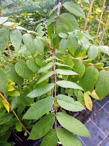 ausverkauft / Schwarznuss Juglans nigra im Topf 30-60 cm