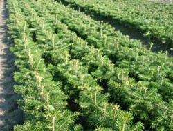 Nordmannstanne Setzlinge, Abies nordmanniana, Borshomi 3 Jahre