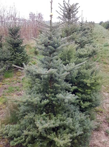 ausverkauft / Koreatanne,Blauer Pfiff, Abies koreana im Topf 12-25cm