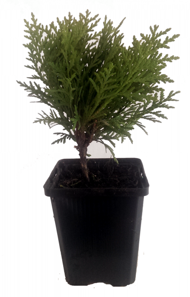 Zwerg-Lebensbaum Thuja occ. Danica Topf