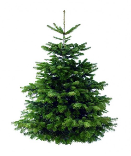 online nicht bestellbar / frisch geschlagen 150-165cm beste Qualität: 4-Sterne Weihnachtsbaum Nordma