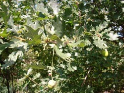 noch nicht lieferbar / 25 x Deutsche Stieleiche Quercus robur Pflanze
