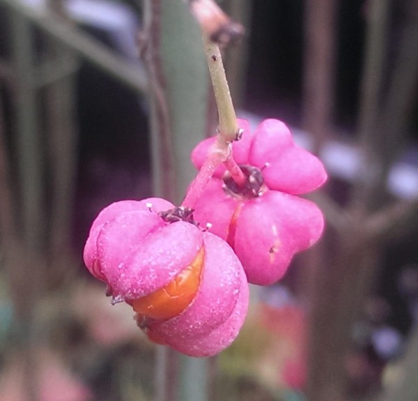 Pfaffenhütchen im Topf Euonymus europaeus 10-20 cm