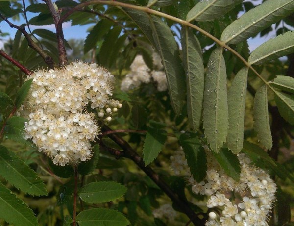 ausverkauft / Eberesche Vogelbeere Sorbus aucuparia im Topf 30-60 cm