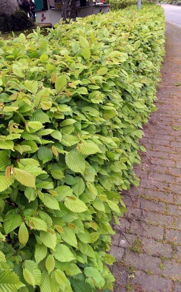 Hainbuche Carpinus betulus Weißbuche