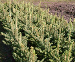 wird nicht mehr ohne Torfballen produziert / Blaufichte Picea pungens glauca, 4 Jahre