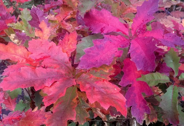 Roteiche, Quercus rubra Jungpflanze Topf 20-40 cm