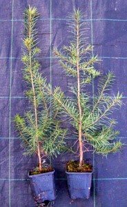 ausverkauftt / Douglasie Pseudotsuga menziesii im Topf 20-40 cm