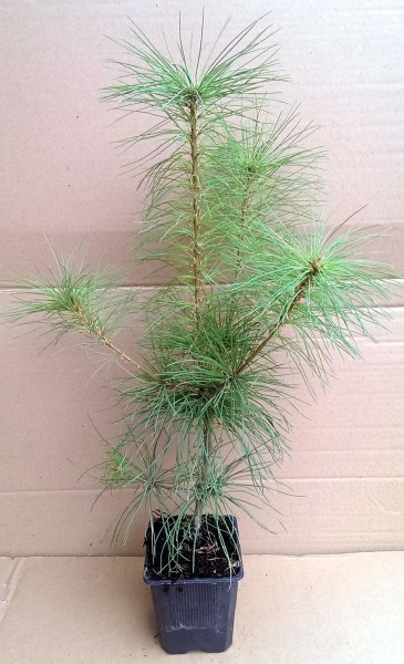 Weymouth-kiefer im Topf Pinus strobus 15-20 cm