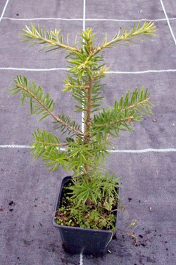 ausverkauft / Küstentanne Riesentanne Abies grandis im Topf Jungpflanze 15-20 cm