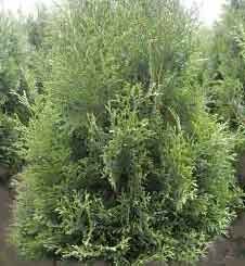 ausverkauft/ Lebensbaum-Thuja occidentalis 40-60 cm