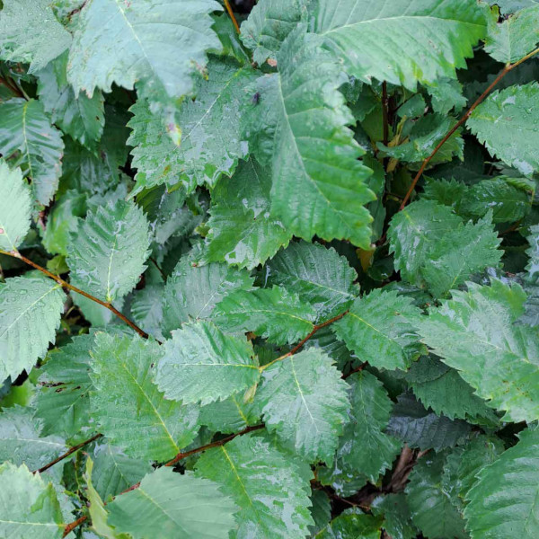 ausverkauft / Flatterulme, Ulmus laevis Jungpflanze im Topf 40-70+ cm