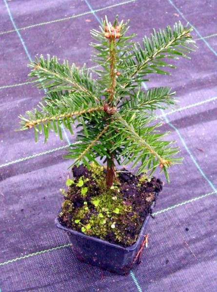 Nordmanntanne Jungpflanze Topf 15-25 cm
