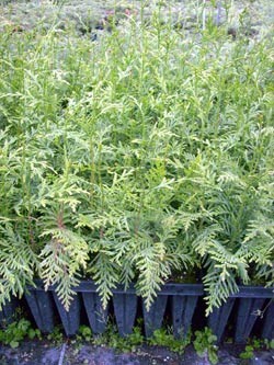 ausverkauft /Riesen-Lebensbaum-Thuja plicata im Topf 15-30 cm