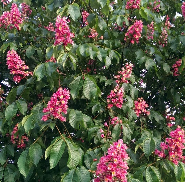 ausverkauft /Rotblühende Kastanie Aesculus carnea Briotii Jungpflanze im Topf 5-10 cm