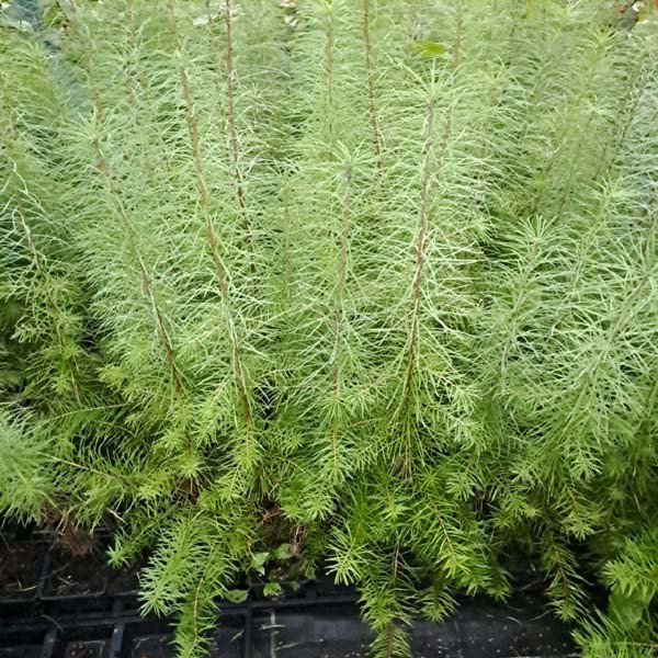 ausverkauft / Hybridlärche Jung-Pflanzen Larix eurolepis im Topf 30-60 cm