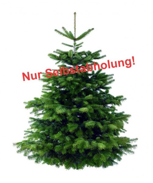 online nicht bestellbar / frisch geschlagen 225cm beste Qualität: 4-Sterne Weihnachtsbaum Nordmannta