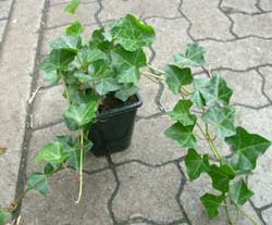 ausverkauft / Großblättriger Irischer Efeu, Hedera helix hibernica, Topf