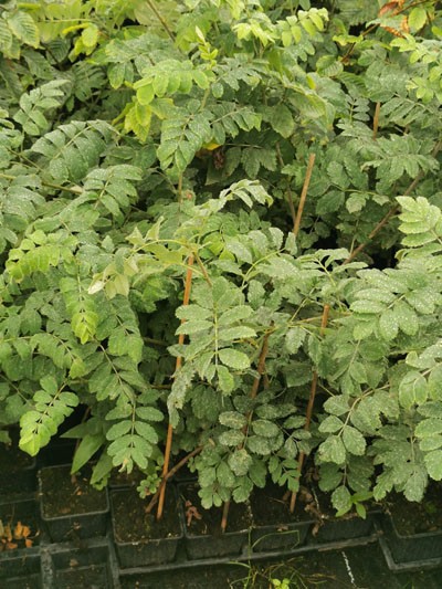 ausverkauft / Speierling Sorbus domestica im Topf 15-20 cm