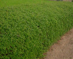 ausverkauft /Liguster Immergrün Ligustrum atrovirens Topf 20-40 cm