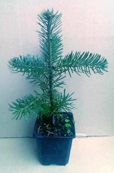 Korktanne Abies lasiocarpa arizonica mit Topf Jungpflanze 5-10 cm