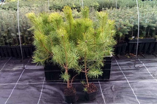 Gemeine Kiefer im Topf gewachsen Pinus sylvestris 10-18 cm