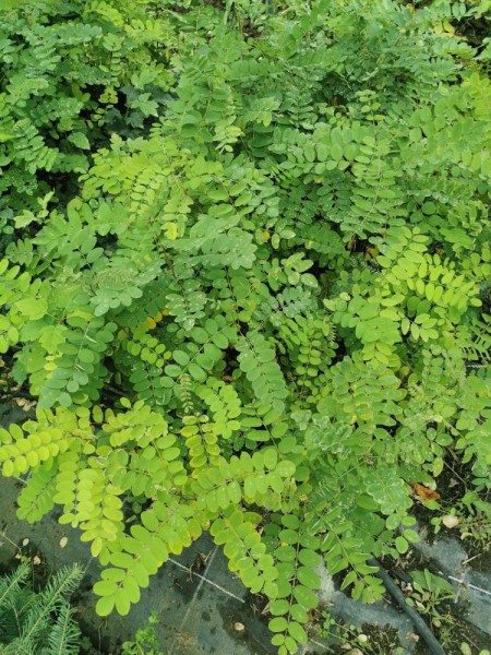 nicht mehr lieferbar / Robinie, Robinia pseudoacacia, Jung-Pflanze im Topf 15-30 cm