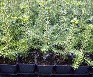 Koreatanne, Abies koreana, Jung-Pflanze im Topf 18-25 cm